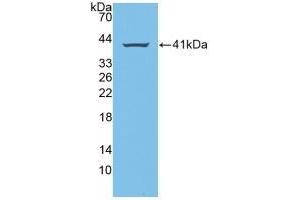 WB of Protein Standard: different control antibodies against Highly purified E. (Amphiregulin CLIA Kit)
