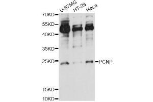 Western blot analysis of extracts of various cell lines, using PCNP antibody (ABIN6293974) at 1:1000 dilution. (PCNP 抗体)