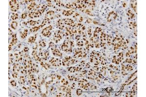 Immunoperoxidase of monoclonal antibody to FOXA2 on formalin-fixed paraffin-embedded human pancreas. (FOXA2 抗体  (AA 363-457))