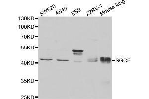 Western blot analysis of extracts of various cell lines, using SGCE antibody (ABIN5973070) at 1/1000 dilution. (SGCE 抗体)
