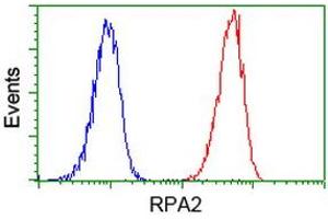 Image no. 14 for anti-Replication Protein A2, 32kDa (RPA2) antibody (ABIN1500733) (RPA2 抗体)