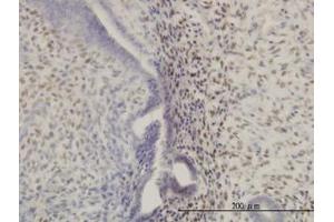 Image no. 1 for anti-Homeobox A11 (HOXA11) (AA 60-167) antibody (ABIN598748) (Homeobox A11 抗体  (AA 60-167))