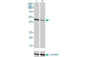 Western blot analysis of TRIM63 over-expressed 293 cell line, cotransfected with TRIM63 Validated Chimera RNAi (Lane 2) or non-transfected control (Lane 1). (TRIM63 抗体  (AA 254-352))