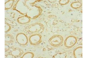Immunohistochemistry of paraffin-embedded human kidney tissue using ABIN7171688 at dilution of 1:100 (Tektin 3 抗体  (AA 201-400))