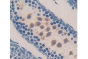 IHC-P analysis of Mouse Tissue, with DAB staining. (NEIL3 抗体  (AA 2-187))