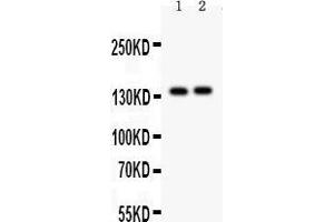 Anti- PER2 Picoband antibody, Western blotting All lanes: Anti PER2  at 0. (PER2 抗体  (AA 13-330))
