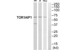 Western blot analysis of extracts from 293 cells, Jurkat cells and HeLa cells, using TOR1AIP1 antibody. (TOR1AIP1 抗体  (Internal Region))
