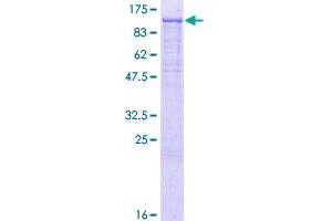 PCDHGC5 Protein (AA 1-878) (GST tag)