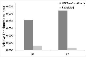 Chromatin Immunoprecipitation (ChIP) image for anti-Histone 3 (H3) (H3K9me3) antibody (ABIN3016030)