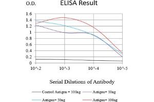 Black line: Control Antigen (100 ng),Purple line: Antigen (10 ng), Blue line: Antigen (50 ng), Red line:Antigen (100 ng) (FGL1 抗体  (AA 23-312))