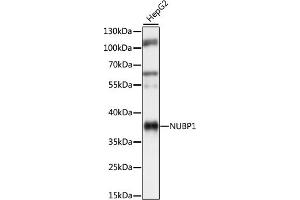 Western blot analysis of extracts of HepG2 cells, using NUBP1 antibody (ABIN7269062) at 1:1000 dilution. (NUBP1 抗体  (AA 201-320))