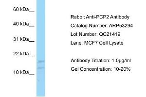 Western Blotting (WB) image for anti-Purkinje Cell Protein 2 (PCP2) (N-Term) antibody (ABIN2785330) (Pcp2 抗体  (N-Term))