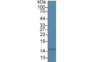 Western Blot; Sample: Bovine Milk; Primary Ab: 5µg/ml Rabbit Anti-Human aLA Antibody Second Ab: 0. (LALBA 抗体  (AA 12-142))
