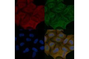 DIAPH1 Mouse Monoclonal Antibody staining Hela cells by IF/ICC. (DIAPH1 抗体  (N-Term))