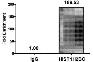 Chromatin Immunoprecipitation Hela (10 6 , treated with 30 mM sodium butyrate for 4h) were treated with Micrococcal Nuclease, sonicated, and immunoprecipitated with 5 μg anti-HIST1H2BC (ABIN7139151) or a control normal rabbit IgG. (Histone H2B 抗体  (acLys116))