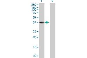 Western Blot analysis of ANXA9 expression in transfected 293T cell line by ANXA9 MaxPab polyclonal antibody. (Annexin A9 抗体  (AA 1-338))