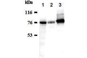 Western Blotting (WB) image for anti-Sodium Potassium ATPase, alpha1 (ATP1A1) antibody (ABIN1449189) (ATP1A1 抗体)