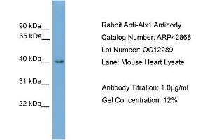 WB Suggested Anti-Alx1 Antibody Titration:  0. (ALX1 抗体  (N-Term))