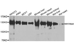 Western blot analysis of extracts of various cell lines, using PITRM1 antibody. (PITRM1 抗体  (AA 758-1037))