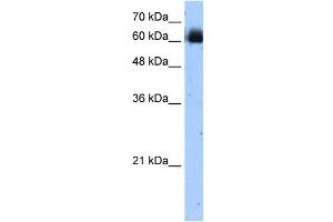 RELB antibody used at 1.