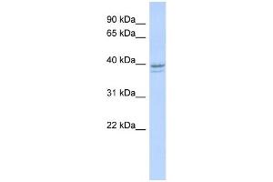 Western Blotting (WB) image for anti-Ribonucleotide Reductase M2 (RRM2) antibody (ABIN2458978) (RRM2 抗体)