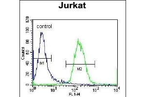 Flow Cytometry (FACS) image for anti-Recombination Signal Binding Protein For Immunoglobulin kappa J Region-Like (RBPJL) (AA 8-36), (N-Term) antibody (ABIN655981)