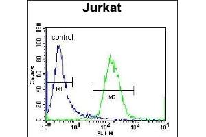 RBPJL Antibody (N-term) (ABIN655981 and ABIN2845365) flow cytometric analysis of Jurkat cells (right histogram) compared to a negative control cell (left histogram).