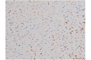 ABIN6267464 at 1/200 staining Mouse heart tissue sections by IHC-P. (CDC25A 抗体  (pSer178))