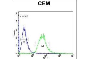 CA6 Antibody (C-term) (ABIN653737 and ABIN2843041) flow cytometric analysis of CEM cells (right histogram) compared to a negative control cell (left histogram). (CA6 抗体  (C-Term))