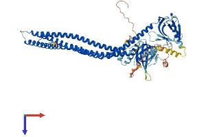 APPL2 Protein (AA 1-664) (His tag)