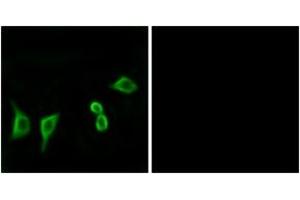 Immunofluorescence analysis of LOVO cells, using OR8G2 Antibody. (OR8G2 抗体  (AA 237-286))