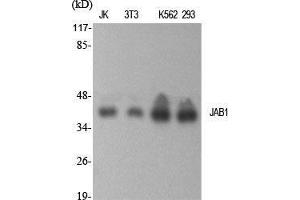 Western Blot (WB) analysis of specific cells using JAB1 Polyclonal Antibody. (COPS5 抗体  (Internal Region))