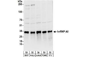 Western Blotting (WB) image for anti-Heterogeneous Nuclear Ribonucleoprotein A0 (HNRNPA0) (AA 150-200) antibody (ABIN7449750)
