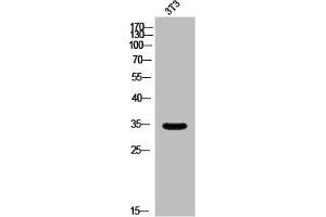 Western Blot analysis of 3T3 cells using Olfactory receptor 5AP2 Polyclonal Antibody (OR5AP2 抗体  (C-Term))