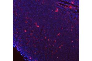 IF analysis of GILT/IFI30 using anti-GILT/IFI30 antibody (ABIN7602781).