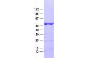 Validation with Western Blot