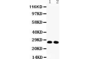 Anti-VEGF Picoband antibody,  All lanes: Anti-VEGF at 0. (VEGFA 抗体  (AA 27-191))
