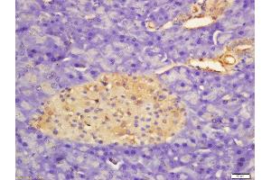 Formalin-fixed and paraffin embedded rat pancreas labeled with Rabbit Anti-APOD Polyclonal Antibody, Unconjugated  at 1:200 followed by conjugation to the secondary antibody and DAB staining (Apolipoprotein D 抗体  (AA 21-120))
