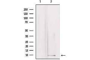 Western blot analysis of extracts from rat brain, using GNG3 Antibody. (GNG3 抗体  (N-Term))