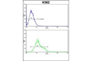 Flow cytometric analysis of k562 cells using Denatured ATG1 Antibody  (bottom histogram) compared to a negative control cell (top histogram). (ULK1 抗体)