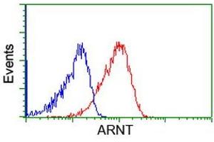 Image no. 6 for anti-Aryl Hydrocarbon Receptor Nuclear Translocator (ARNT) antibody (ABIN1496730) (ARNT 抗体)