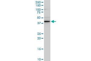 Western Blotting (WB) image for anti-SWI/SNF Related, Matrix Associated, Actin Dependent Regulator of Chromatin, Subfamily B, Member 1 (SMARCB1) (AA 81-180) antibody (ABIN520286)