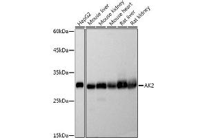 Western blot analysis of extracts of various cell lines, using  antibody (ABIN7265466) at 1:500 dilution. (Adenylate Kinase 2 抗体)