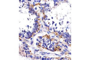 IHC-P analysis of human kidney tissue, using DDIT4 antibody and undiluted goat polyvalent antibody. (DDIT4 抗体)