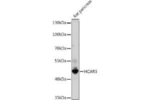 Western blot analysis of extracts of Rat pancreas, using HC Rabbit pAb (ABIN7267805) at 1:1000 dilution. (GPR109B 抗体)