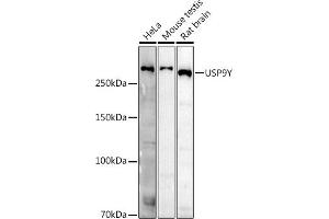 Western blot analysis of extracts of various cell lines, using USP9Y antibody (ABIN7271171) at 1:500 dilution. (USP9Y 抗体)