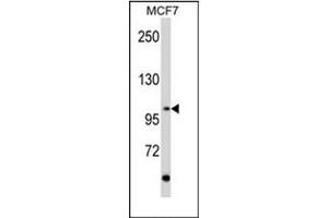 Image no. 1 for anti-Ret Proto-Oncogene (RET) (AA 21-51), (N-Term) antibody (ABIN359926) (Ret Proto-Oncogene 抗体  (N-Term))