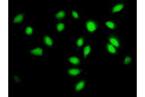 Immunofluorescence of monoclonal antibody to SF3A2 on HeLa cell. (SF3A2 抗体  (AA 112-216))