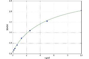 Autophagy Related 12 (ATG12) ELISA Kit