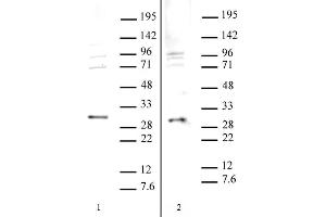 SAP30 antibody (pAb) tested by Western blot. (SAP30 抗体)